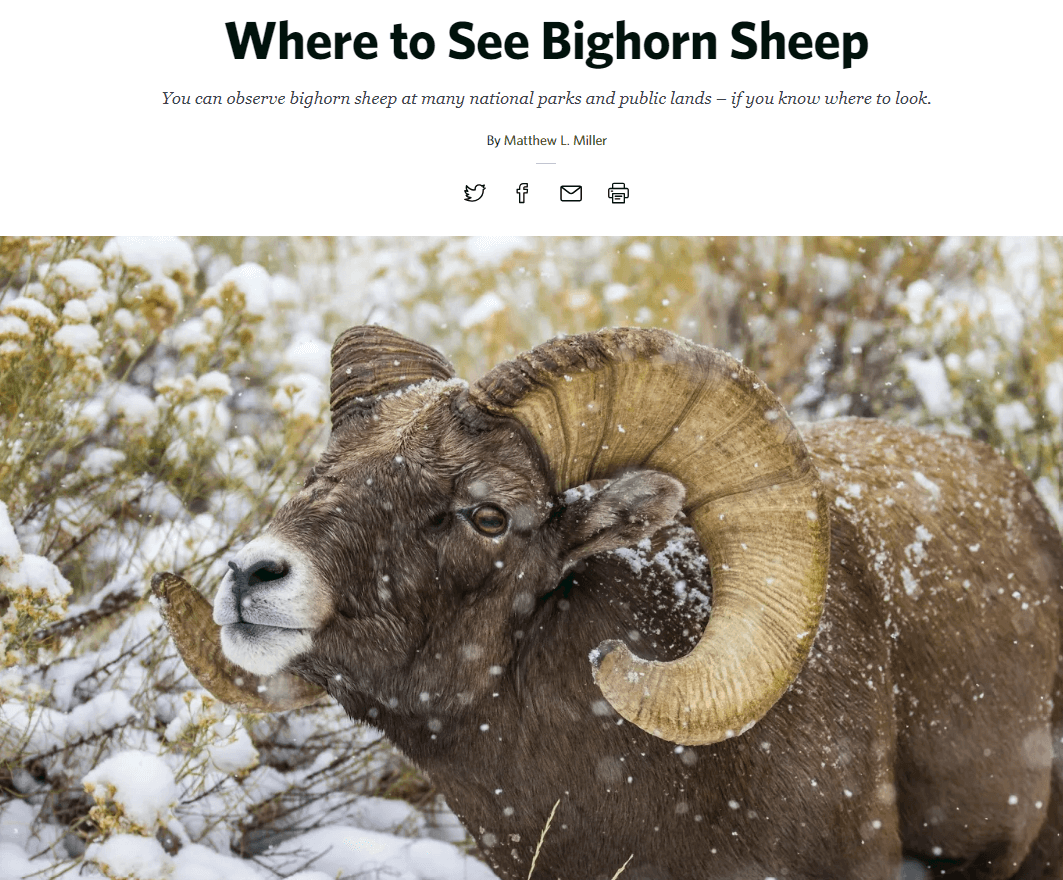 This is a screenshot of a Nature Conservancy blog article about finding bighorn sheep.